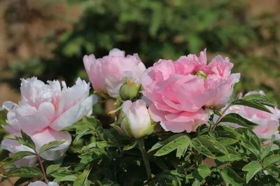 合澗鎮 洪谷牡丹香滿園，芍藥爭艷春意濃